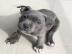 Knuffige Franz?sische Bulldoggen Welpen
