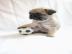 2 s��e R�de Mops Welpen