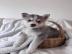 s��en Pomsky-Welpen whatsapp nummer +436