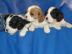 Cavalier King Charles Spaniel Welpen