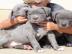 TOP American- Pitbull- Blue- Line- Welpe