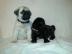 S��e beige/schwarze Mops Welpen mit Papi