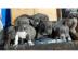 American Staffordshire Terrier Welpen