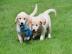 Golden Retriever Welpen zur Annahme,.  WH