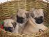 Mops Welpen