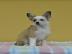 Chinesischer Schopfhund H�ndin mit Pap. 