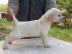Wundersch�ne Labrador Welpen zu verkaufe