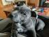 S??er und verspielter Pitbull zur Adopti