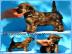 Chinesischer Schopfhund � sch�ne Welpen