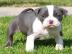 American Pitbull Welpen