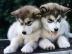2 Reinrassige Siberian Husky Welpen abzu