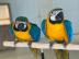 Blaue und goldene Ara-Papageien