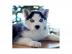 Gut Ausgebildete Siberian Husky-Welpen