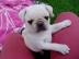 KOSTENLOS Wei? Mops welpen