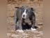 American pitbull welpen 12 wochen alt