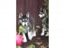 Siberian Husky Welpen