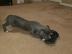 Wunderbare blaue Pitbull-Welpen