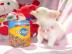 Zuckers��e Reinrassige Mini Chihuahua we