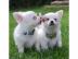 Chihuahua Welpen