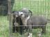 Reinrassige American Pit Bull Welpen 12