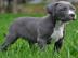 wundersch�ne Reinsassige Blueline Pitbul