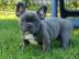 Zwei tolle franz�sische Bulldoggen
