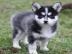 Reinrassige Pomsky Welpen
