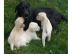Wundersch�ne Labrador Welpen  Gut sozial