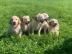 Golden Retriever Welpen Kennel Club regi