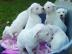 Geschenk Adoptionen zur Annahme Dogo Arg