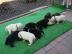 Bildsch�ne Labrador welpen in Blond und