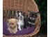 Wundersch�ne Chihuahua Welpen
