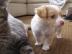 Super s��e MINI chihuahua welpen mit Pa