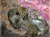 Reinrassige Savannah Kitten zu verkaufen