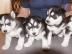 gut ausgebildete Siberian Husky Welpen z