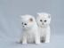 2 wundersch�ne bkh katerchen in creme