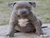 American Stafford Blueliner Welpen Abg