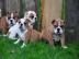 exklusive Englische Bulldoggen Welpen