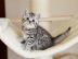 BKH Silber Tabby Classic Kitten mit Stam