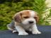 Reinrassige Beagle zu verkaufen
