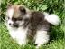 Reinrassige Pomeranian aus Liebhaberzuch