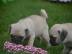 Sch�ne Pugwelpen in lof registriert