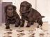 Wundervolle Labrador Welpen mit Papiere