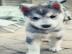 Sch?ner Siberian Husky zur Adoption what