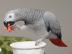 Graupapageien-P�rchen mit K�fig in gute