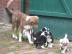 Australian Shepherd Welpen, in tollen Fa