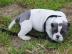 Amerikanische Pitbull Welpen