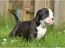 Wundersch�ne Old Englisch Bulldogge Welp