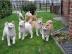 Akita Inu Welpen Mit Papieren
