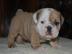 Englische Bulldogge- English Bulldog Wel